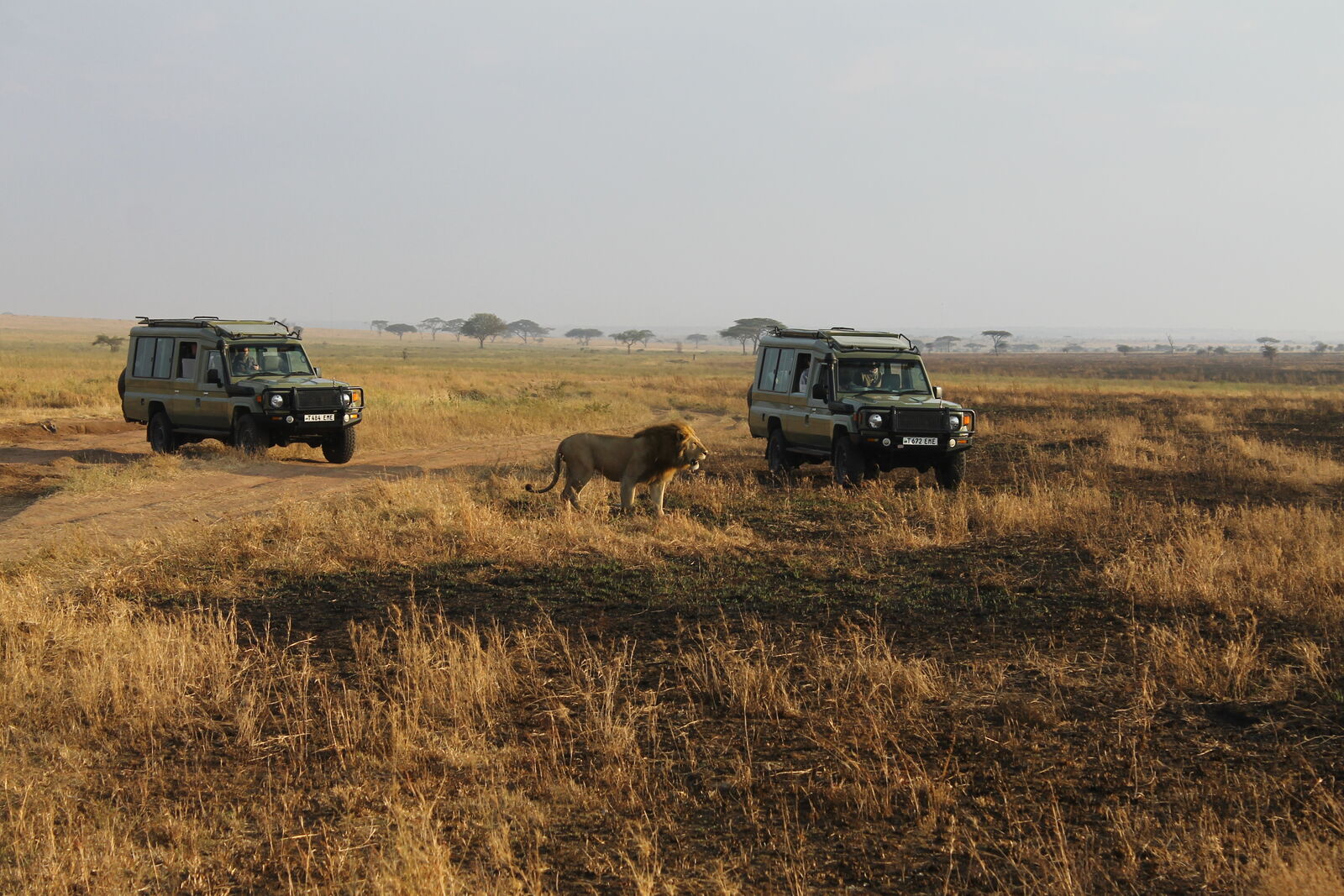 Safari dans les parcs nationaux de Tanzanie